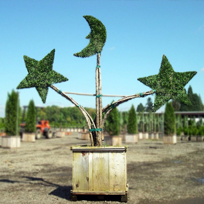 Star DIY Shaping Topiary